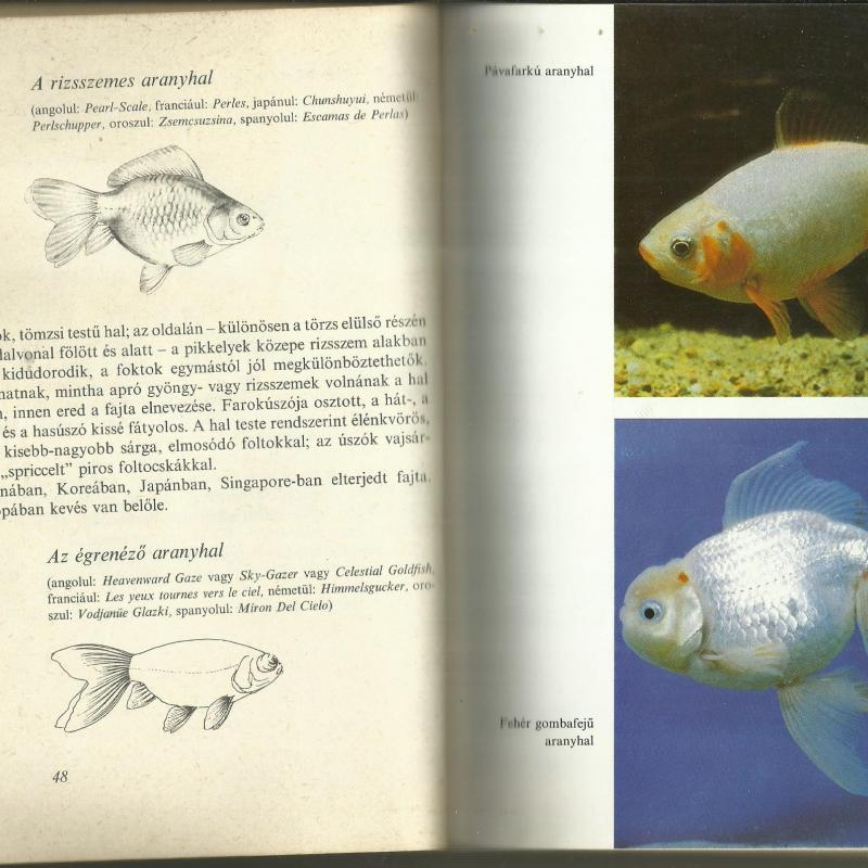 Aranyhal tenyésztés - könyv  - Pénzes
